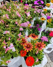 前回の花