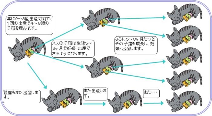 ノラ猫が増えていく図