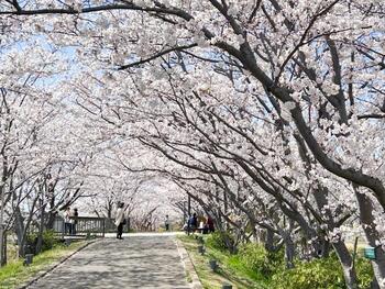 手賀沼遊歩道の様子
