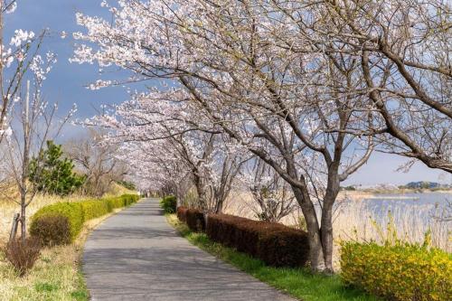 桜咲く手賀沼遊歩道